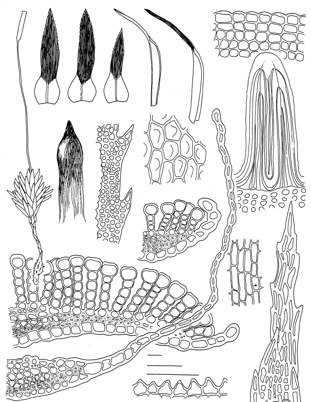 92 m b c d e f n a p q h j i k 100 µm, b-f, p l 500 µm, a 100 µm, g-o, q o g Figura 25. Pogonatum perichaetiale (Mont.) A. Jaeger subsp. oligodus (Kunze ex Müll. Hal.) Hyvönen. a. gametófito feminino, b-d.