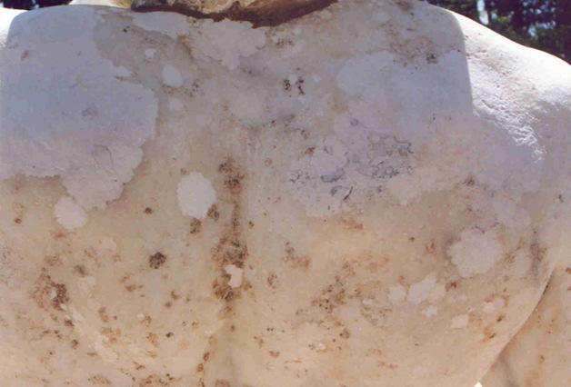 No mármore e no calcário, a biocolonização pode