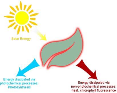 Uma das primeiras defesas das plantas nestas circunstâncias é a dissipação de parte dessa energia por processos não-radiativos, isto é, libertação de calor.