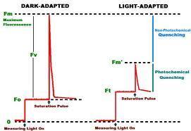 PSII estão abertos em folhas adaptadas à luz; F m, valor de fluorescência quando todos os centros ativos do PSII estão fechados em folhas adaptadas à luz; F q, a diferença entre Fm e F medida