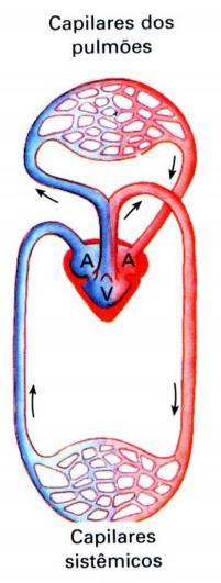 Cardiovascular: Coração com 3 cavidades (2 átrios e um ventrículo)