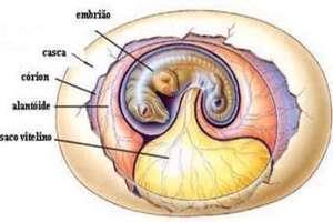calcária Anexos embrionários: Saco