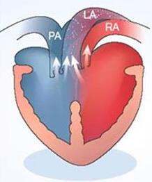Vertebrados Répteis Cardiovascular: Coração com 3 cavidades (2 átrios e 1