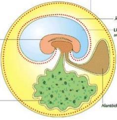 Observação: Anexos embrionários Cório Âmnio: Proteção contra choques mecânicos; Embrião Âmnio Líquido amniótico Alantoide: