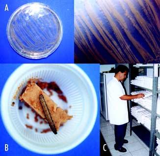 Figura 3: Aspectos da sistemática de bioensaios de mortalidade de lagartas-do-cartucho em laboratório.