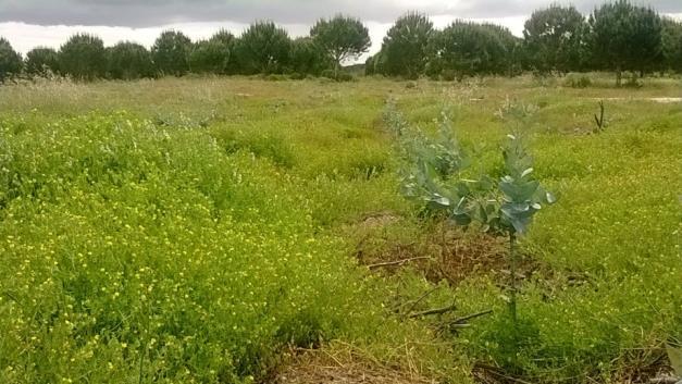 de idade Cortar a vegetação apenas à