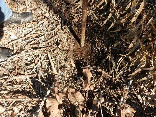 Preparação do terreno As raízes do eucalipto desenvolvem-se