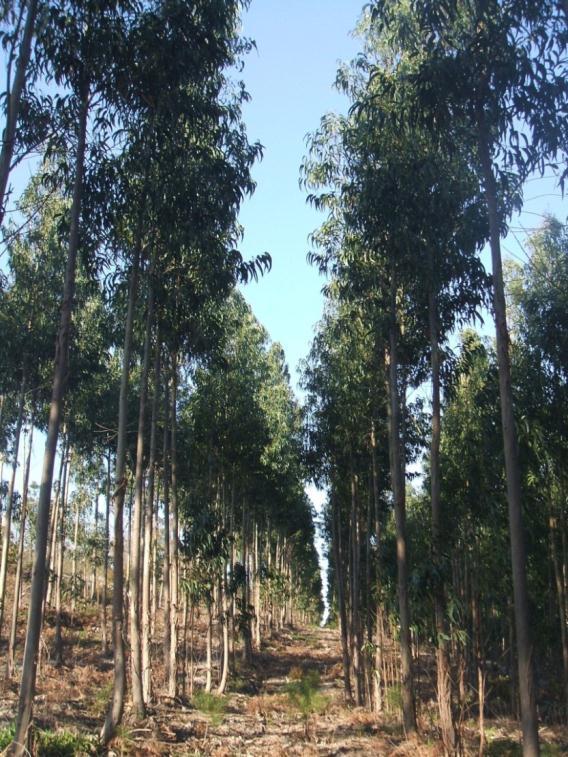 entrelinha (desvitalizando os cepos) ou destroçar cepos e aproveitar a antiga linha de plantação (vantajoso pelo aumento de matéria orgânica) Manter a