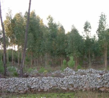 (desvitalizando os cepos) ou destroçar cepos e aproveitar a antiga linha de plantação (vantajoso em condições de pouco solo)