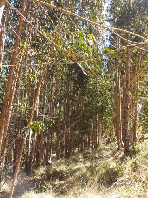 (desvitalizando os cepos) ou destroçar cepos e aproveitar a antiga linha de plantação Não mobilizar com terreno húmido e não revirar camadas argilosas