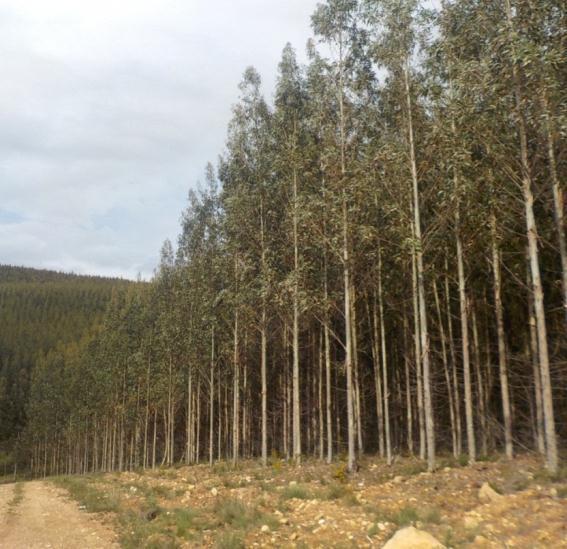 na entrelinha (desvitalizando os cepos) ou destroçar cepos e aproveitar a antiga linha de plantação Manter a matéria orgânica do