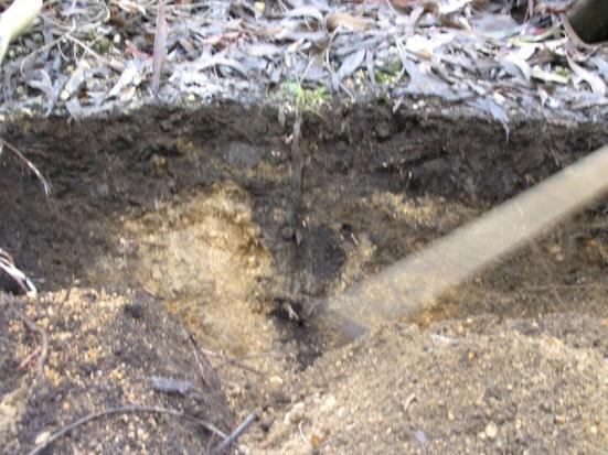 entrelinha (desvitalizando os cepos) ou destroçar cepos e aproveitar a antiga linha de plantação (vantajoso em condições de pouco solo)