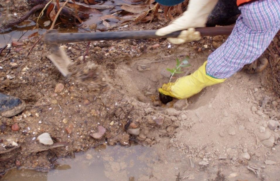 Plantação Como plantar?