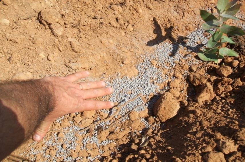 com um pouco de terra antes de colocar a planta e o adubo de