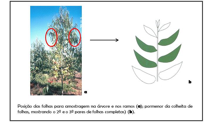 Adubação de manutenção Análise de solo e Análise foliar Deve ser feita uma análise de solo e