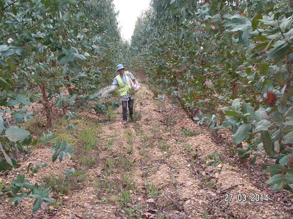 planta ou em faixa contínua (cerca de 1 m de