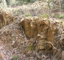 plantar na entrelinha (desvitalizando os cepos) ou destroçar cepos e