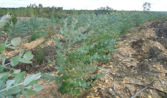 assegurando uma boa ancoragem das plantas no solo e eficaz absorção de água e nutrientes.