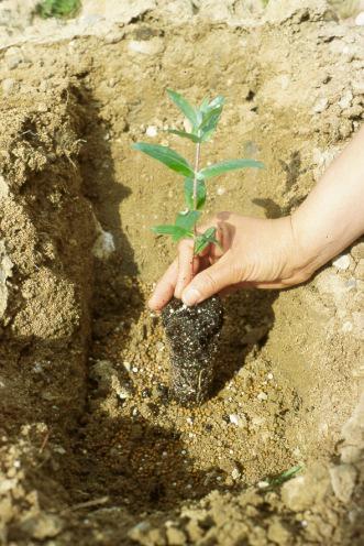 Colocação da planta no terreno: