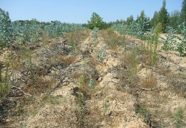 necessidades iniciais das plantas,