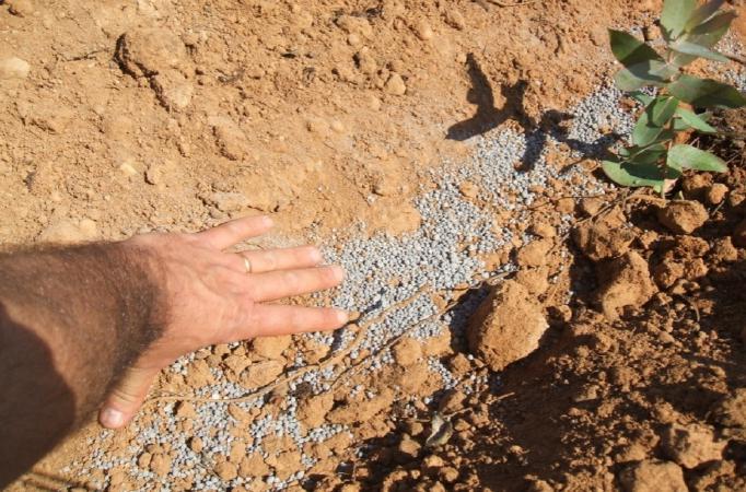 passando pela planta Cobrir com um pouco de terra antes de colocar a