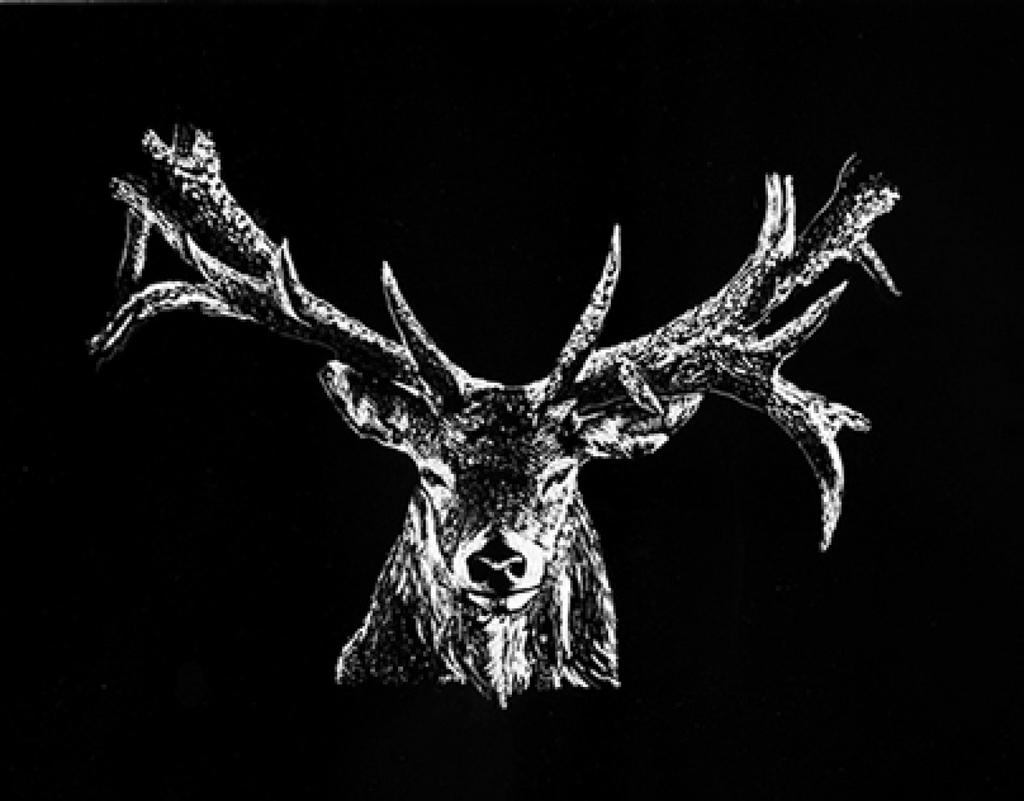 /DEER Published: 07/03/2013 Creative Fields: Drawing Illustration Workshop de Scratchboard Veado representado