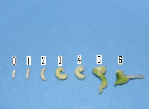 Depois de oito semanas, o embrião iniciou a emissão de radícula e no final da nona semana já apresentava caulículo e radícula totalmente formados.