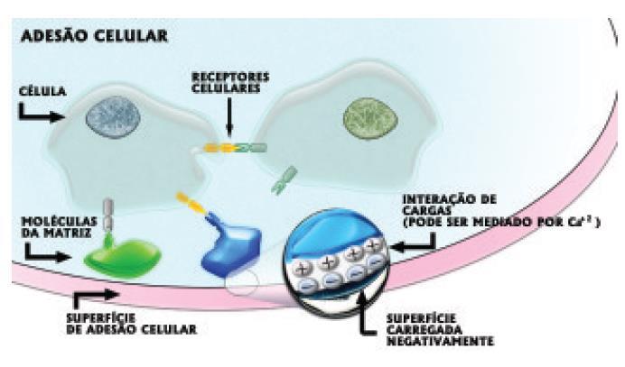 são capazes de manter as características iniciais do tecido original com algumas passagens, enquanto as células transformadas não mantêm as características originais e são capazes de permanecer em