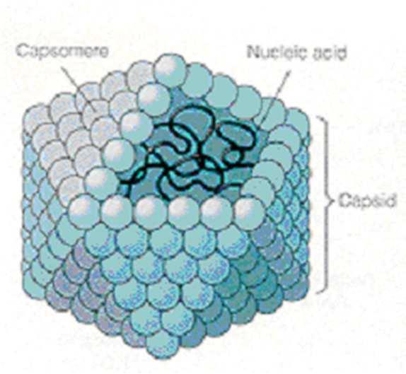 10 4 Da Nos vírus mais simples o capsídeo é formado por apenas um tipo de proteínas Nos mais complexos existem vários tipos de proteínas