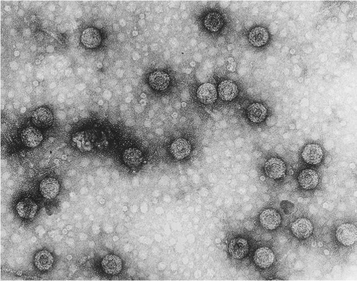 (patogénios) não celulares que possuem um genoma de natureza oligonucleotídica que