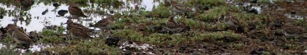 no Cabo da Praia Pilrito-peitoral (Calidris melanotos) 15-09-2011