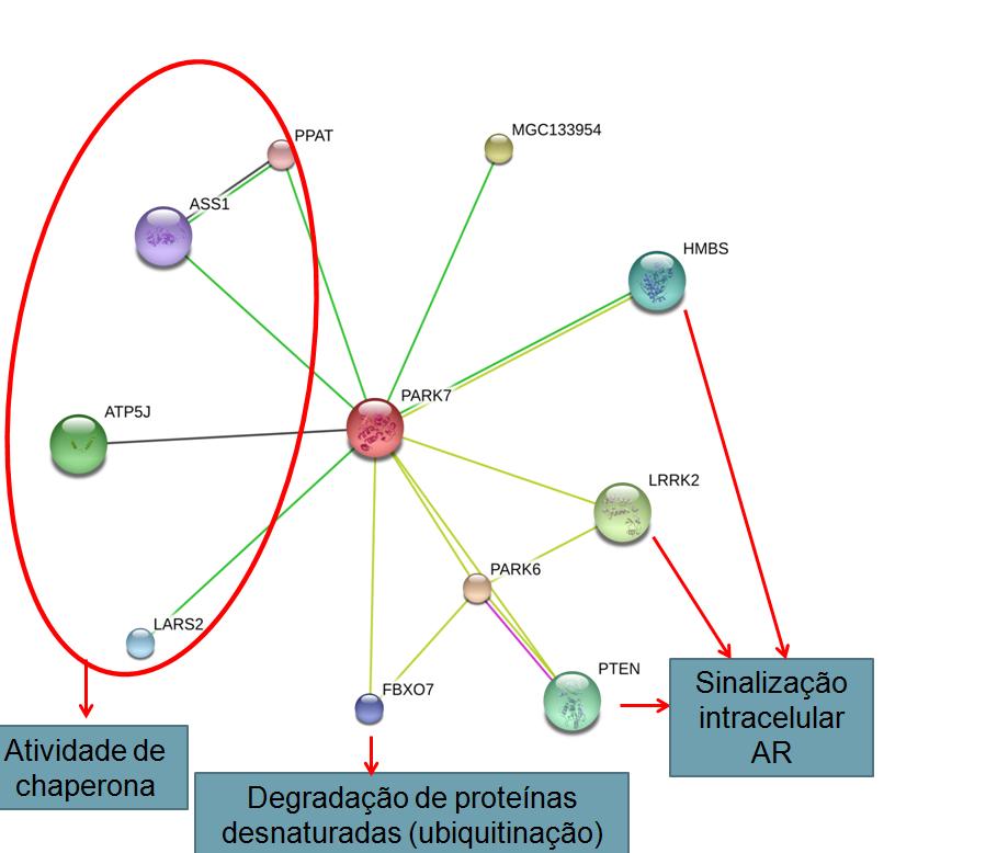 70 Figura 11: Redes de interação interprotéica das proteínas albumina (A), heat shock protein 70 kda (B) e