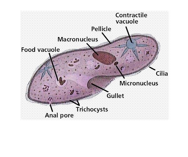 Paramecium sp.