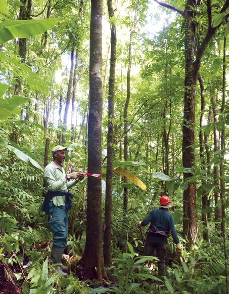 COMPROMISSO SOCIAL E AMBIENTAL DESENVOLVIMENTO ECONÔMICO NOS TERRITÓRIOS EM QUE A ALBIOMA SE INSTALA Uma parceria importante na Martinica Tendo em vista o fornecimento de biomassa local na central