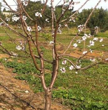 do miolo - Época de floração - Miolos duplos % - Susceptibilidade a geadas, pragas e