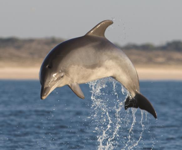 .. Programa: Observação de golfinhos + livro Viagem de barco para observação de Golfinhos Passeio no Sado, costa de Tróia e Arrábida Livro Golfinhos do Sado autografado pelos autores 2.