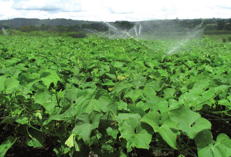 é uma planta herbácea perene pertencente à família botânica das Cucurbitaceae, a mesma da melancia, melão, pepino e abóboras, dentre outras.