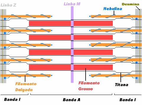 22 sua degradação por meio de sistemas proteolíticos irá causar enfraquecimento da miofibrila e conseqüente amaciamento da carne (SHIMOKOMAKI et al., 2006).