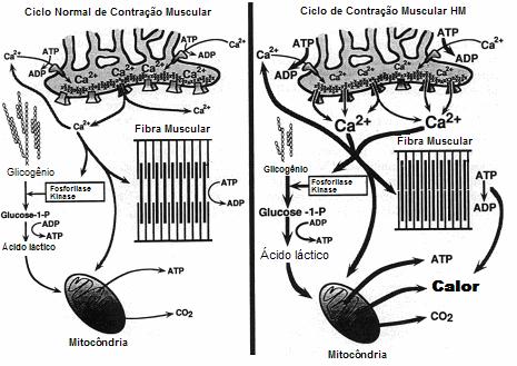 27 susceptíveis aos estressores naturais, resulta em uma síndrome aguda e fatal conhecida como PSS, do inglês Porcine Stress Syndrome ou Hipertermia Maligna (MACLENNAN; PHILLIPS, 1992).