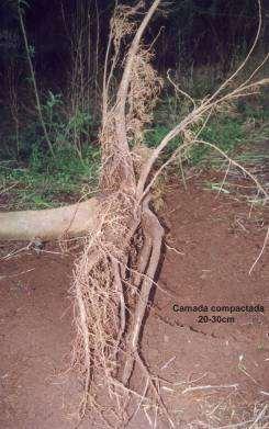 Densidade básica do solo e o crescimento das árvores (tombamento de árvores de Acacia mearnsii) Camada compactada 1,60 1,55 1,51 g