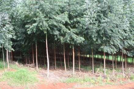 árvores - Menor ocorrência de plantas estressadas (menor possibilidade de ataque de pragas e doenças)