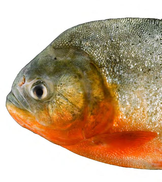 São peixes característicos de ambientes lênticos, principalmente lagos e planícies alagadas, mas algumas espécies formam cardumes e empreendem migrações no canal dos grandes rios 5; 6.