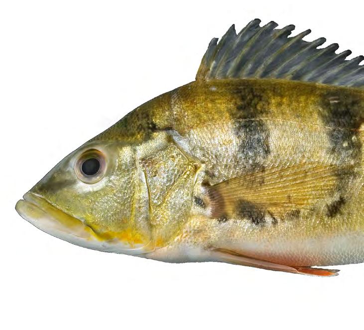 Família Cichlidae É uma das famílias de peixes mais numerosas com aproximadamente 1.
