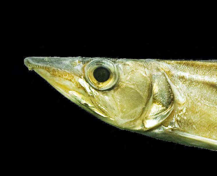 As espécies possuem dentição peculiar que está relacionada com o hábito alimentar das espécies desta família, todos são predadores especializados no consumo de peixes.