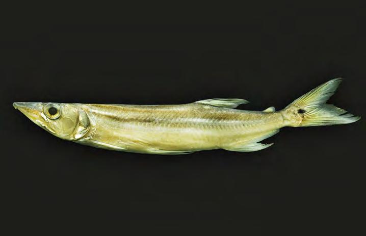 Acestrorhynchus falcirostris (Cuvier, 1819) Ordem Família Gênero/Espécie IAi (%) Characiformes 20,87* Acestrorhynchidae Acestrorhynchus falcirostris 5,5 Acestrorhynchus heterolepis 0,23