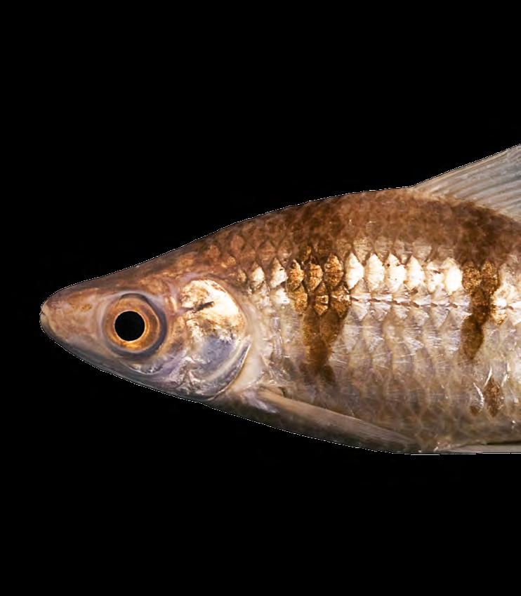 Família Anostomidae Nesta família estão inclusos os aracus e piaus, peixes que apresentam ampla distribuição na América do Sul.