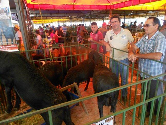 molecular do Berganês, fruto de um cruzamento da raça Berga Massa de origem italiana e o Santa Inês raça originária do Brasil.