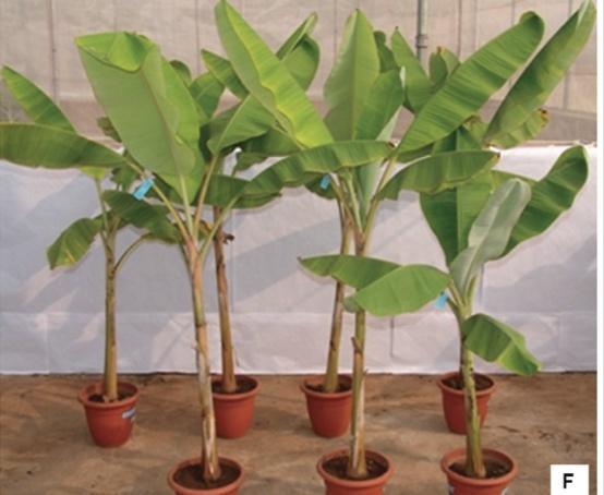 Exemplo de transformação: bananeira resistente a doença com um gene de pimenteiro
