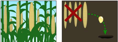 Variação natural dentro de uma população Image courtesy of University of