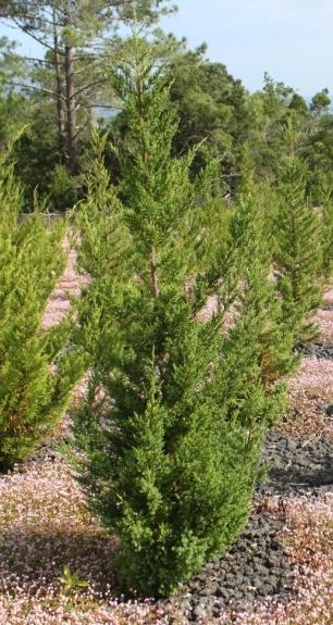 Juniperus